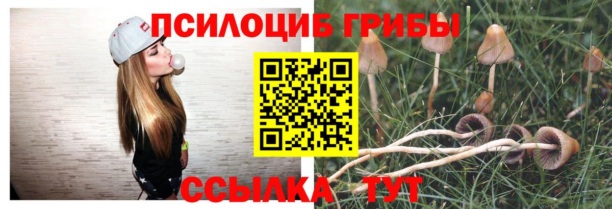 Малгобек  Псилоцибиновые грибы Cubensis  Вход с VPN 